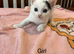 Mixed breed kittens