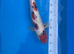 42cm Sanke - Pond closure due to upcoming house move