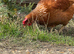 Two hens