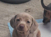Beautiful isabella Miniature dachshund puppies