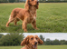 Cocker spaniel kc