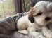 Cockapoo x