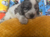Cockapoo puppies ready now
