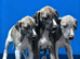 whippet puppies