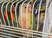 Green cheek conure