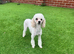 Gorgeous Male Toy Poodle