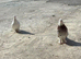 Kurdish pigeon
