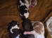 Chocolate cavalier king charles spaniel puppies