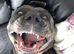 2 year old male needs new home