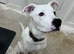 8 month old puppy for sale