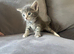 Kittens for sale