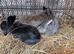 Mini lion head rabbits for sale