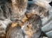 Gorgeous Tabby kittens 9 weeks