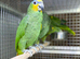 Blue fronted amazon