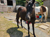 2yr old Bay Dartmoor pony filly