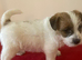 Stunning RKC registered Jack Russell puppies