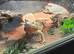 Bearded dragon with full setup/vivarium/cabinet