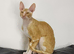 Cornish Rex Male Seeking a Loving Forever Home