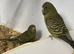 Black faced budgies