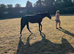 16hh Dark Bay 3yr Old filly