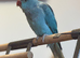 Hand tame female Indian ring neck