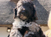 Merle miniature Poodles special colours