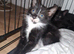 1 beautiful boy kitten left