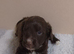 Cocker spaniel puppys