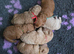 Mini goldendoodles for sale