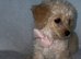 Beautiful Maltese x Puppy
