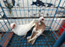 English Barbs for Sale &ndash; Birmingham