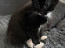 Kittens for sale