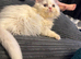 White Male Persian Chinchilla
