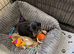 Dachshund puppy