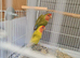 Peach Faced LoveBird Chicks Hand Reared