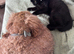 Maine coon cross with British shorthair kitty