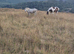 16hh irish sports horse