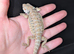 Male baby bearded dragon