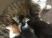 8 week kittens ready for a forever home.