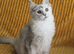 Pedigree TICA Registered Silver Shaded Kittens