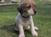 Jack Russell Puppies