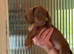 Standard short hair dachshund puppies looking for their for ever home