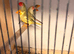 5 star finch's avairy kept