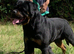 World Class Old School Type (health tested bloodlines)