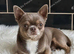 1 beautiful female Chihuahua puppy.