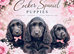 Cocker Spaniel Puppies