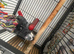 All established, breeding pairs are for sale.