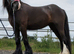 Lovely 13.2 cob