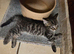 2 AMAZING KITTENS LEFT