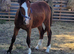 Welsh sec c colt